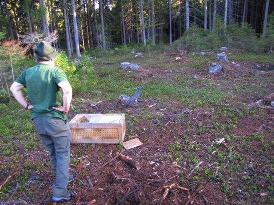 chov tetřevovitých