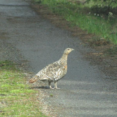 chov tetřevovitých