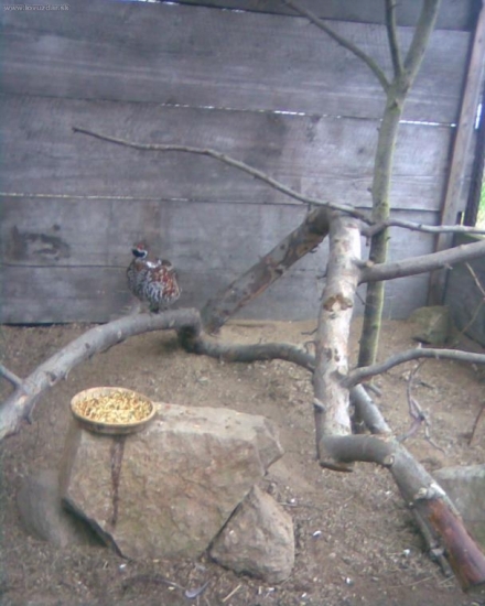 chov zetřevovitých