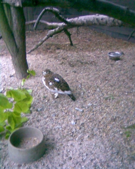 chov tetřevovitých