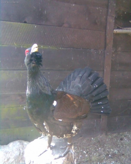 chov tetřevovitých