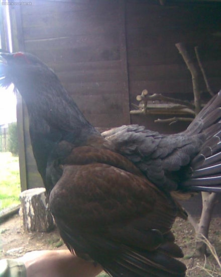 sokolnický výcvik s tetřevem