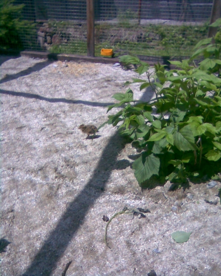 kuře tetřívka 6 dní