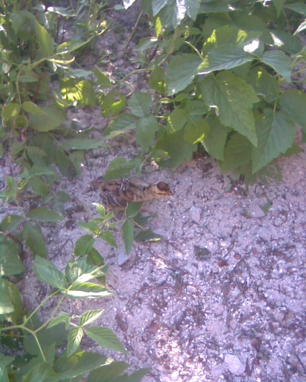 kuře tetřívka 14 dní