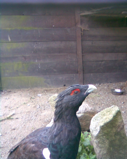 dokončené svlečení klovce