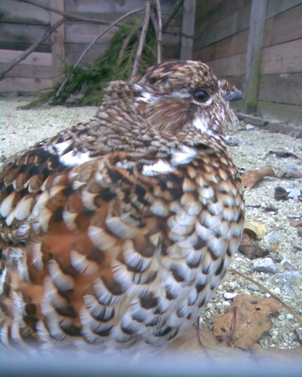 jeřábek -slepička