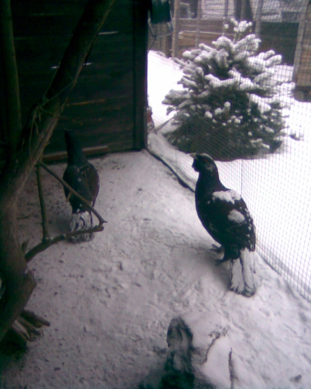 chov tetřevovitých