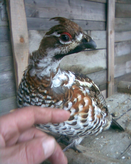 chov tetřevovitých