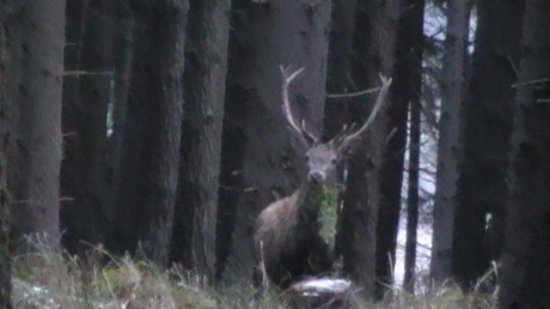 Jelen s posledným hryzom za živa