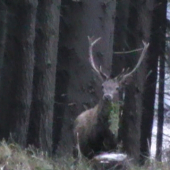 Jelen s posledným hryzom za živa