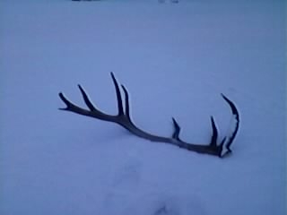 16-torák prvý tohtoročný 2013