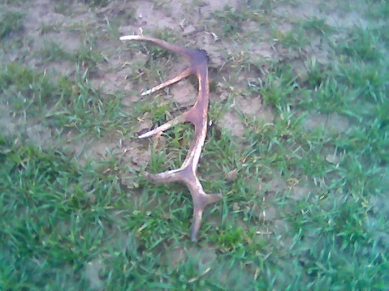 12-torák -synov nález