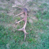 12-torák -synov nález