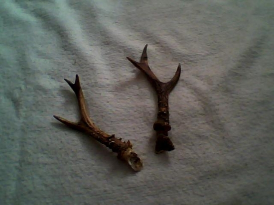 Okrem dubákov aj parôžky.