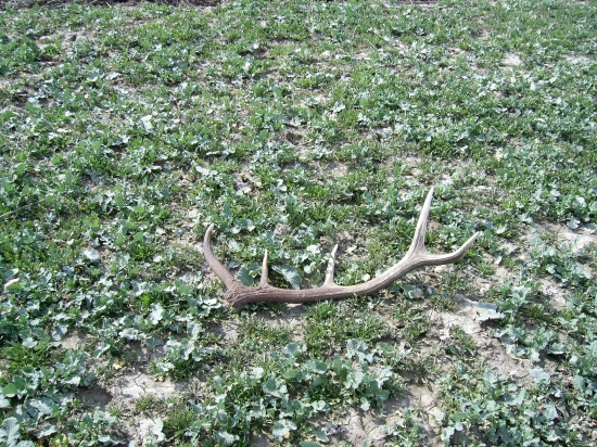 desatorák,par k predchadzajúcej fotke 99 cm, po dvoch týždňoch