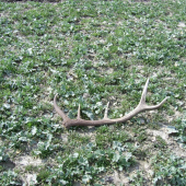 desatorák,par k predchadzajúcej fotke 99 cm, po dvoch týždňoch