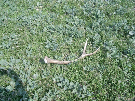 osmorák so zlomeným očníkom na repke