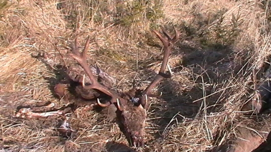 14-torák,max. 5 rokov