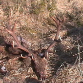 14-torák,max. 5 rokov