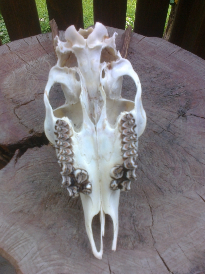 Priveľa premolárov