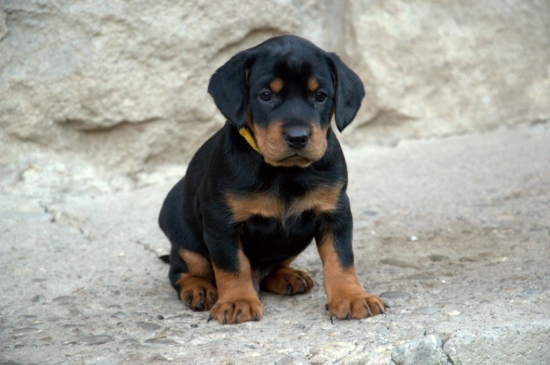 Arjes z Chočských vrchov