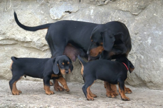 vrh A z Chočských vrchov