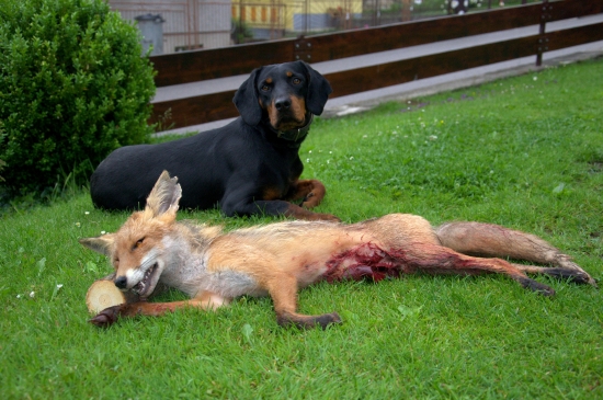 Suri spod Kunovej- chov, stanica z Chočských vrchov