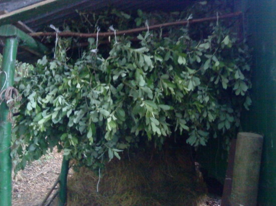 Pekna Nedela na pripravu Letniny