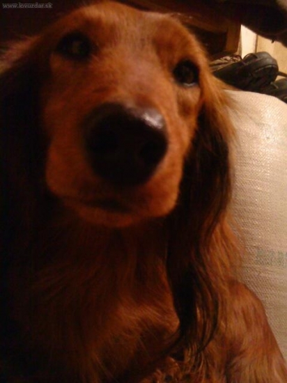 môj pes