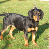 Slovenský kopov