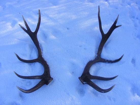 12 - torák pár asi 200m od seba v rúbani