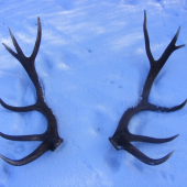 12 - torák pár asi 200m od seba v rúbani