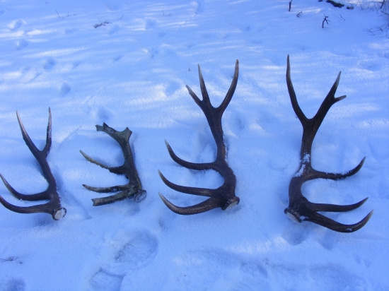 Dneska sa zadarilo...!!