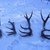 Dneska sa zadarilo...!!