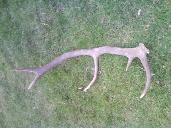 10 torák uprostred pola