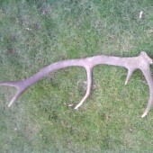 10 torák uprostred pola