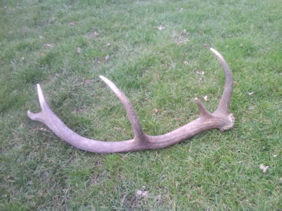 10 torák druha foto