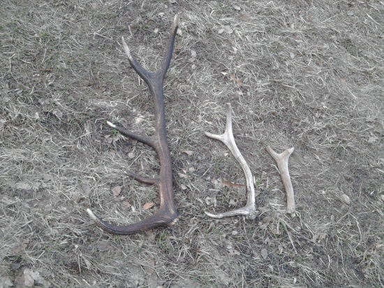 Dneskajšia prechádzka...