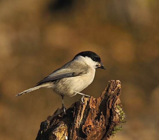 sýkorka lesklohlavá