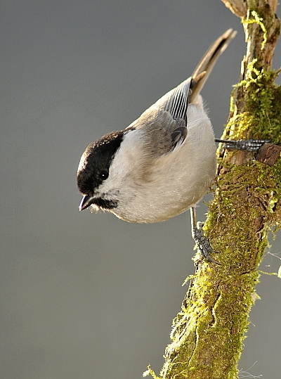 sýkorka lesklohlavá