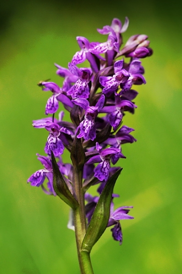 vstavačovec májový