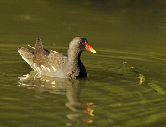 sliepočka zelenonohá
