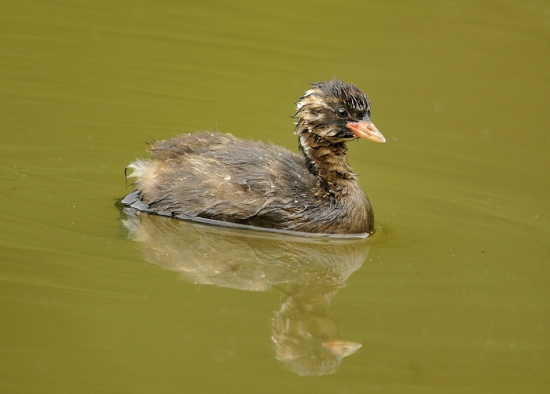 malá /Potápka malá/