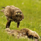pohľad dravca