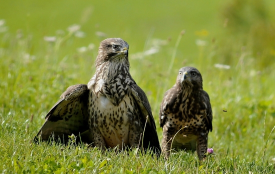 malý a veľký brat