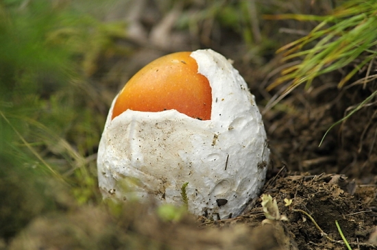 muchotrávka cisárska