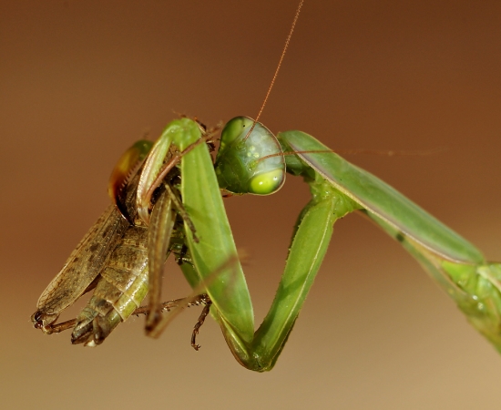 keď modlivke chutí