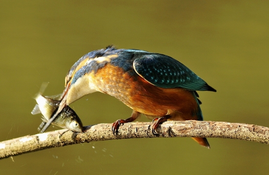 už to má karas spočítané