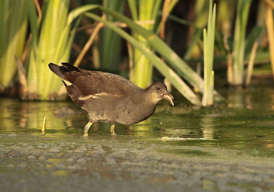sliepočka zelenonohá