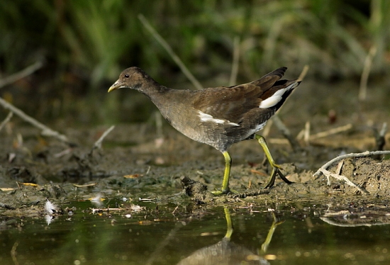 sliepočka zelenonohá